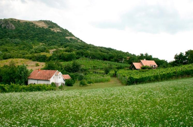 Csobanc Szerelem-Nemzeti Park-Oenallo Haz - Klimatizalt Gyulakeszi Buitenkant foto